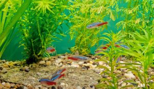 魚と水草
